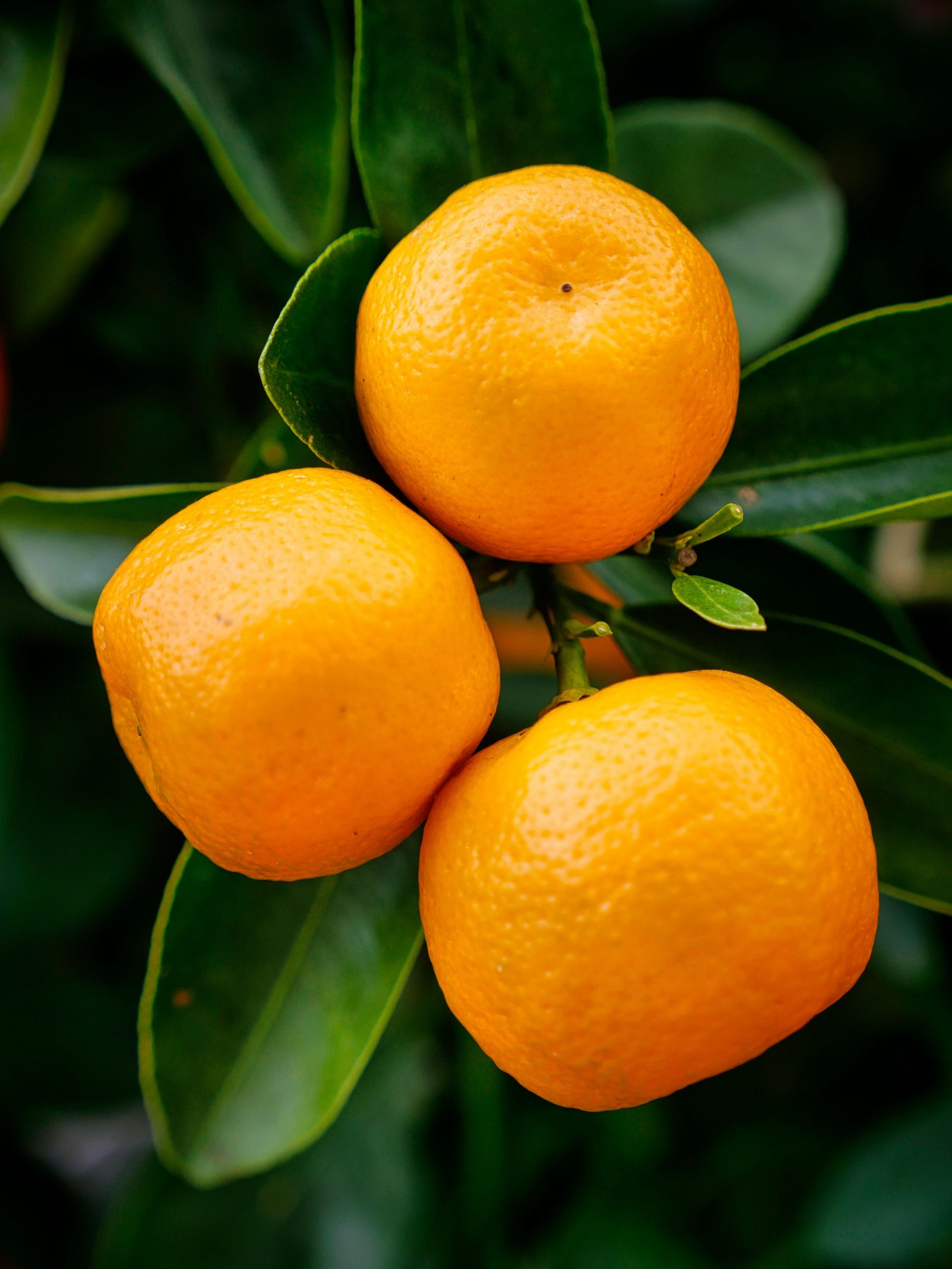 Fresh citrus oranges growing on tree — a natural source of vitamin C